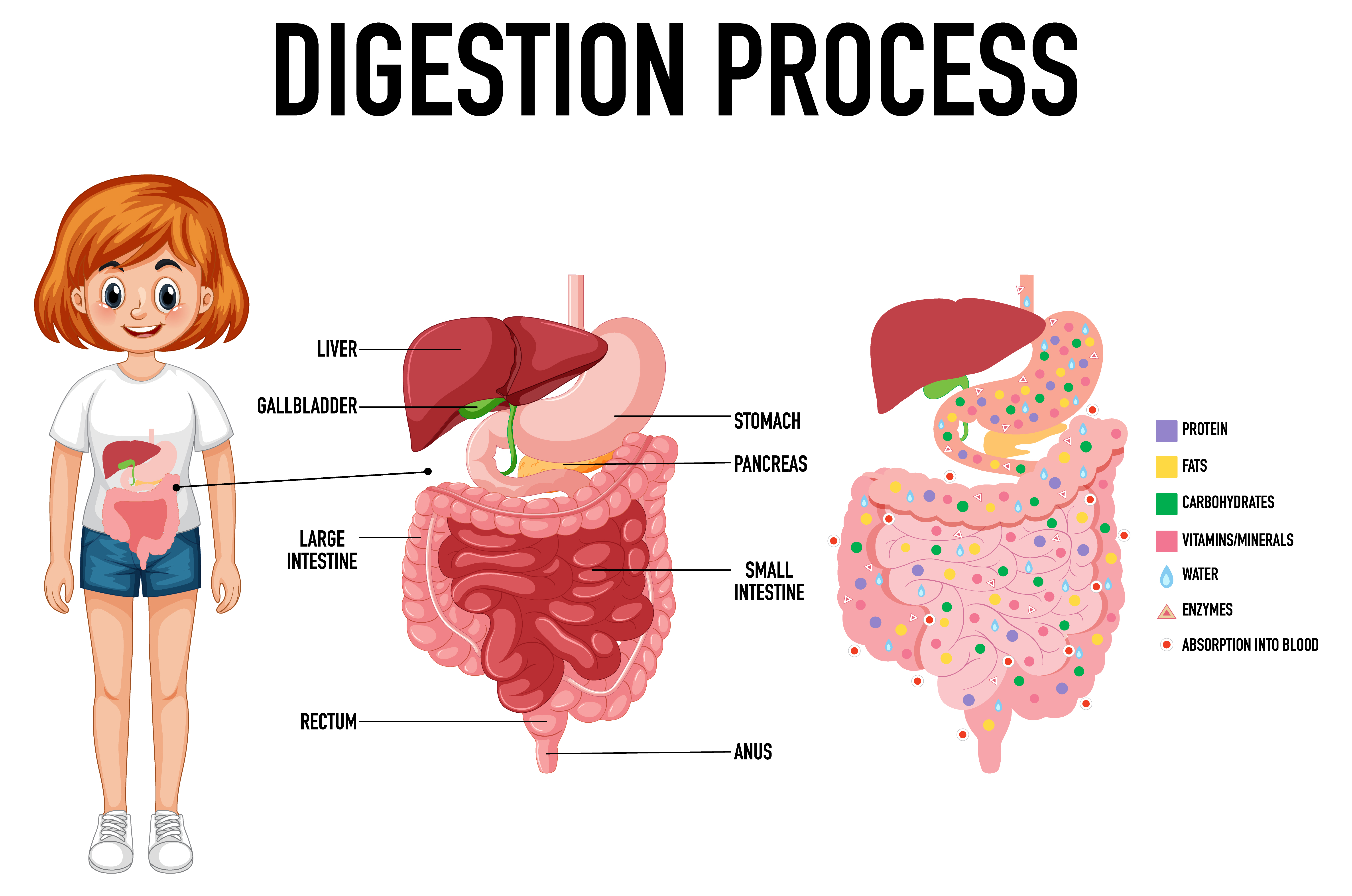 Nutrition in animals (Human Digestive System)