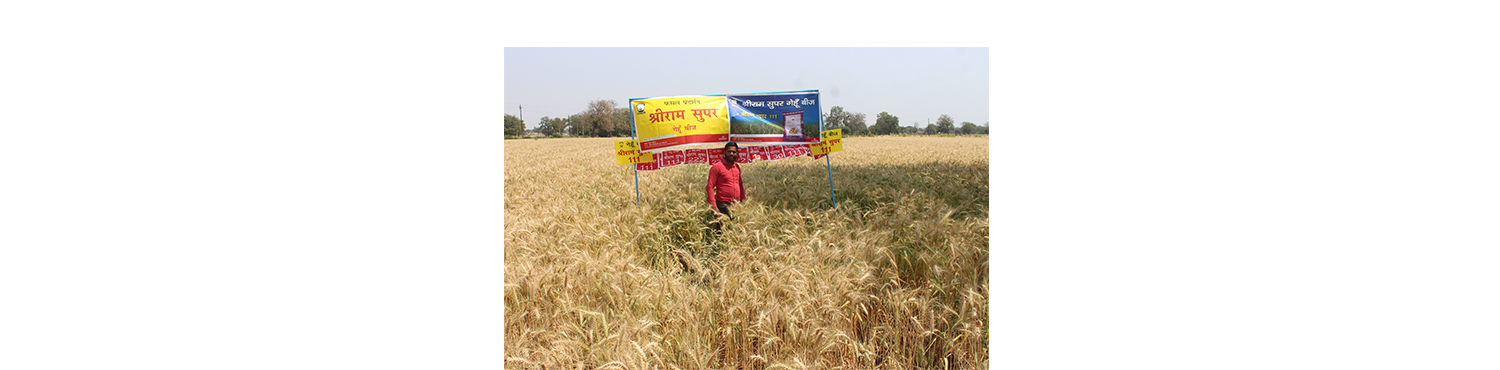 Shriram Super 111 Wheat