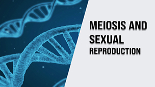 Meiosis And Sexual Reproduction 