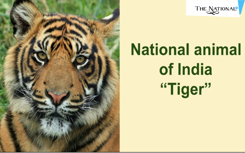 Tiger - The National Animal