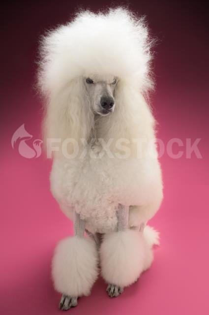 White Standard Poodle...