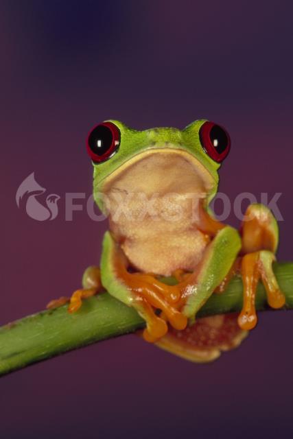 Red-eyed tree frog, Agalychnis callidryas, Barro Colorado Island, Panama