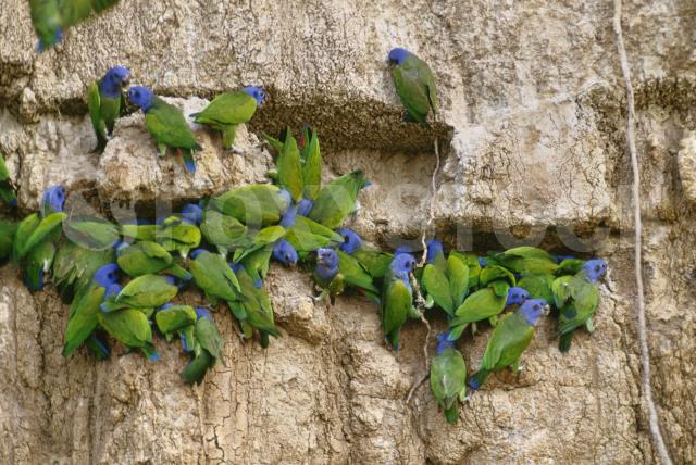 Blue-headed parrots eating clay from river bank, Pionus menstruus, Tambopata National Reserve, Peru