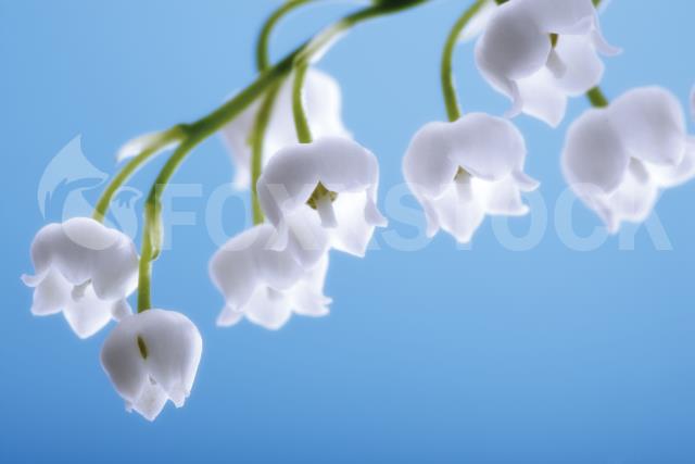 Lily of the valley, convallaria majalis