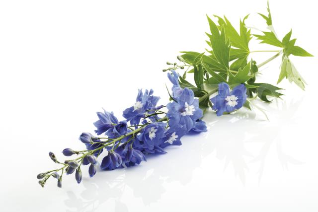 Larkspur (Delphinium)