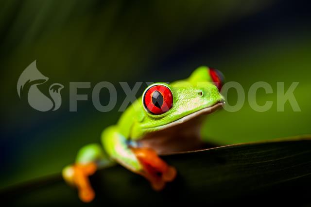 Beautiful Colorful Frog