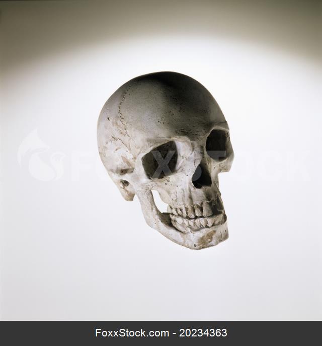Skull