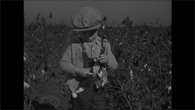 1940s: Young boy picking cotton in field, stuffing cotton into pockets. 