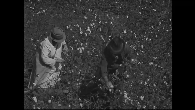 1940s: Close up of Pete Seeger playing banjo, singing. High angle, men picking cotton in field. 