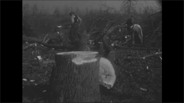 1940s: Men chopping fallen trees.