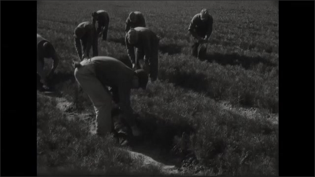 1940s: Men harvesting a crop.