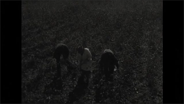 1940s: Men harvesting a crop.