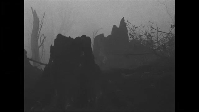 1930s: Pan across foggy landscape, bare trees. 