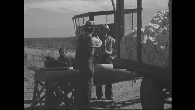 1930s: Worker takes a bag of picked cotton and places it on a scale. Farmer weighs the bag and gives the worker a receipt. Worker takes bag off the scale.