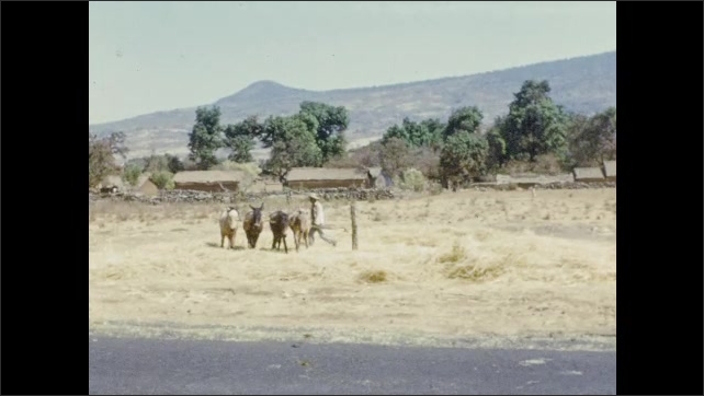 1950s: Town in valley. Church, houses, buildings. Man walks with mules tied to pole around in circle over hay.
