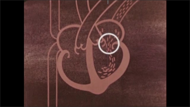 1960s: schematic view of left heart pump. Pulmonary vein in heart. Fresh supply of oxygen in heart. Mitral valve in heart. Mitral valve closure in specimen. 