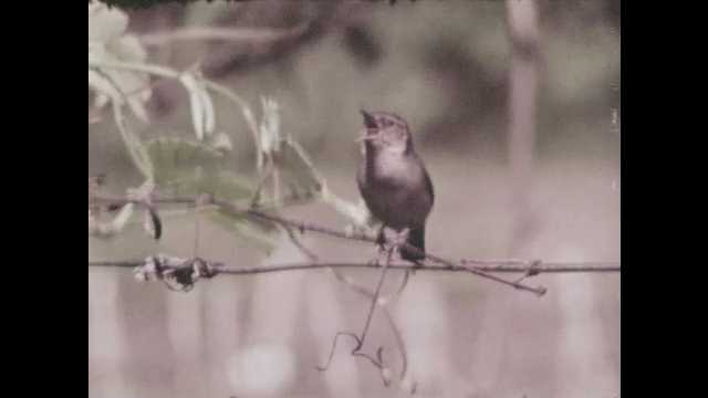 1960s: Wren sings on limb of tree. Goldfinches sit on barbed wire and milkweeds. Boys creep across lawn and take notes from identification book.