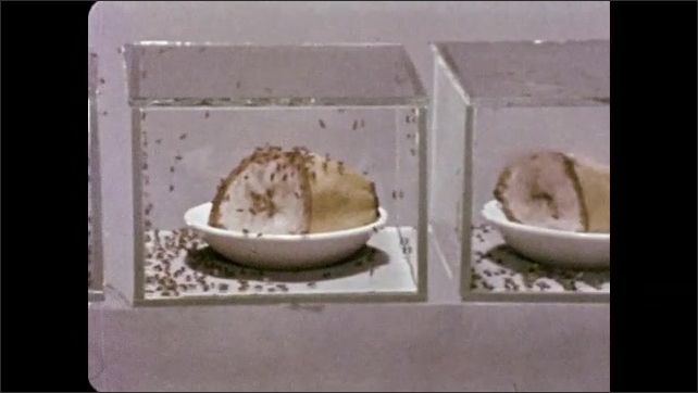 1970s: Fruit flies climb on overripe banana. Clear boxes containing bananas sit on pedestal, beaker of ice, and beaker of heated water.