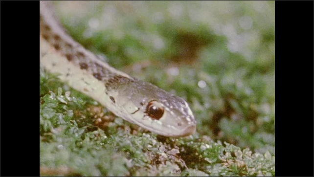1970s: Salamander crawls over moss. Snake flicks its tongue. Snake and salamander rest on moss.