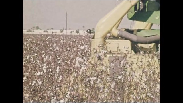1970s: Oil pumps in same field as cattle. John Deere tractor drives through cotton field. Worker picks oranges from orange tree.