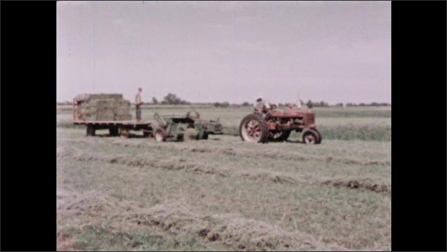 1960s: Man drives harvester across field. Men harvest tobacco in field. Men harvest apples. Men drive tractor across field. Man herds cows in pasture.