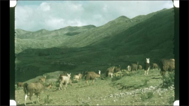 1950s: People and cow in pasture. Alpacas walk across hill.