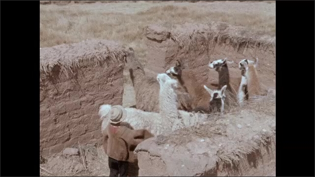 1950s: Boy walks into Llama pen, herds llamas out of pen. Boy guides herd of llamas across desert. 