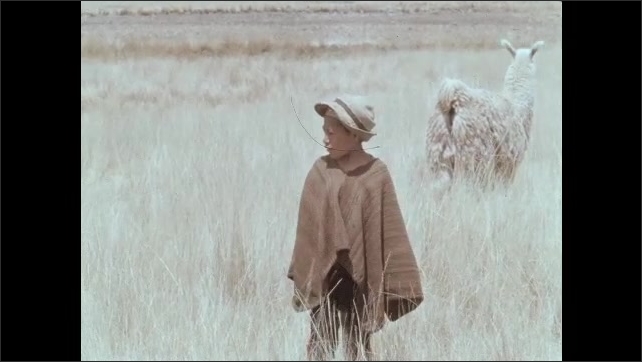 1950s: Boy walks through dry grasses, kneels down. Boy stands in front of herd of llama. Boy sits down in grass, plays flute. 