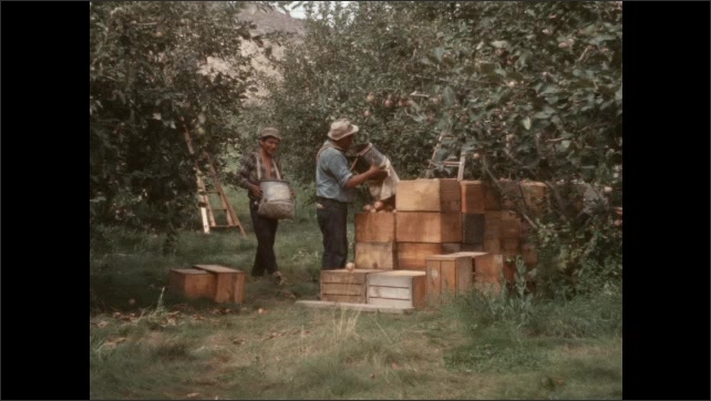 1950s: man kicks over boxes in orchard, empties sack of fruit into box, moves fruit from one box to another, water flows over concrete