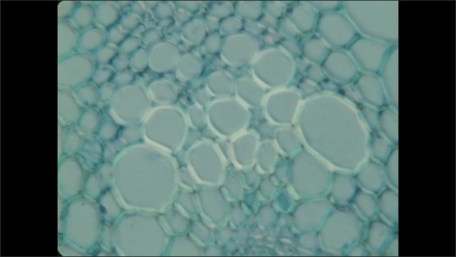 1970s: Plant stem, node. Cellular structure. Tissue.