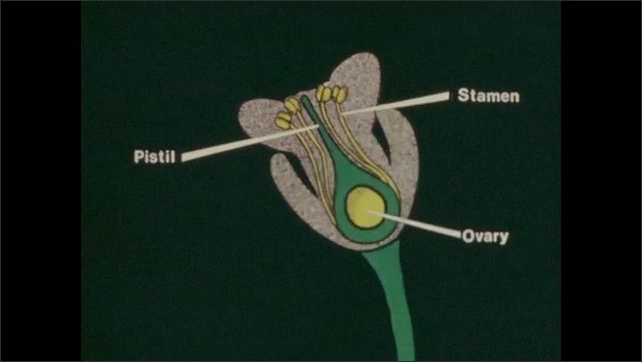 1970s: White budding flower. Illustrated cross-section of budding flower. Cellular structure.