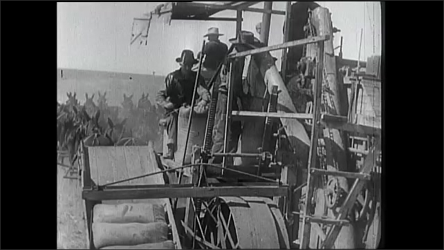 1930s: Combines attached to horses are pulled across field of grain. Blades on combine spin. Horses pull combines across grain field with people onboard. Grain drops out of chute on combine.