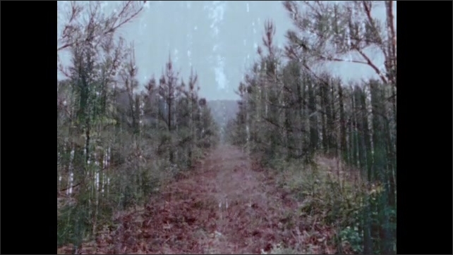 1970s: View of trail in forest. Dissolve, tall trees in forest. Low angle view of trees. 