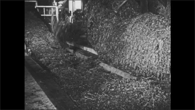 1940s Britain: Machine combines harvesting hay in fields. Farmers fork hay onto conveyor belt. Woman controls furnace settings. Bags of processed hay feed. Cows eat feed.