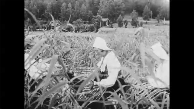 1950s: Woman churns butter. Girl stands near cat, smiles. Cat sips milk. Man spreads seeds in field. Women gather flowers in field. 