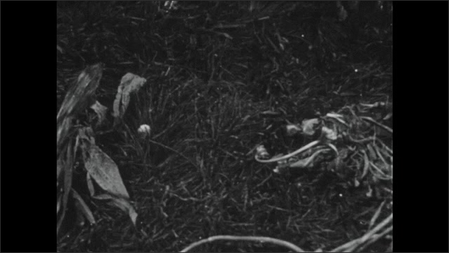 1930s: A frog hops around the grass. A frog hops in slow-motion.