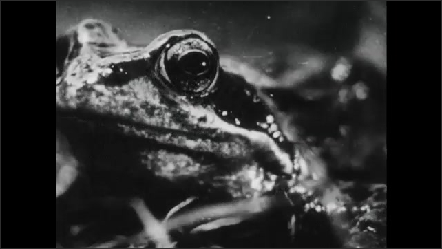 1930s: A stick pokes a frog in the eye. A frog sits and breaths, its chin pulsing. Frog eats a wriggling grub.