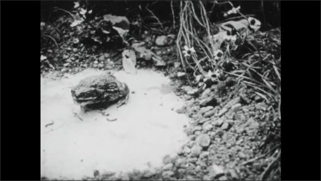 1930s: A frog eats a grub. A toad eats worms in slow-motion.