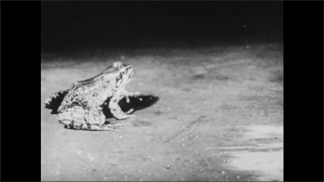 1930s: A frog approaches grubs under circle of glass, the frog moves the glass with its mouth, eats the grubs. Frog struggles to eat a large wriggling worm, pushes it in to its mouth. Blood flows.