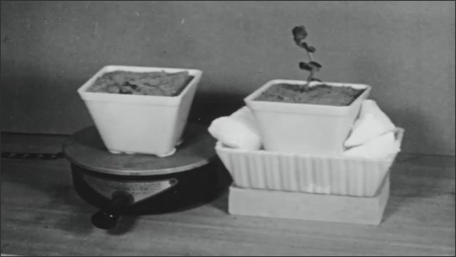 1950s: Time lapse, plant wilting. Plant on hot plate next to plant in basket. Girl puts milk in refrigerator. 
