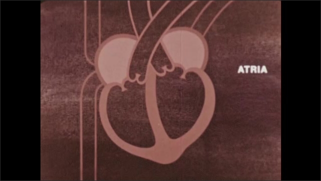1960s: Diagram of interior heart structure. Schematic view of heart. Four chambers of heart. Atria chambers of heart. Ventricles in heart. One way heart valves. Heart as double pump.