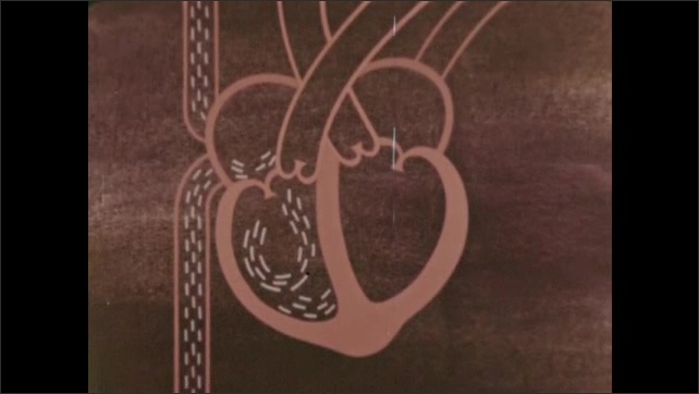 1960s: scope view through pulmonary valve specimen. Opening and closing of pulmonary valve. Schematic drawing of right side of heart. Complete right pump cycle. 