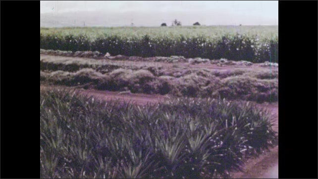 1960s: Water in a canal rushes past sugar cane plants. Water flows into a basin next to a field of sugar cane. Field of pineapple plants. Maturing pineapple fruits. Boy eats a slice of pineapple.