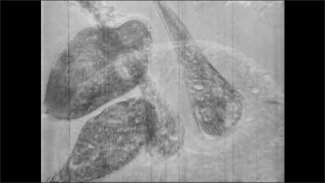 1950s: UNITED STATES: amoeba seen through microscope. Pond water sample ...