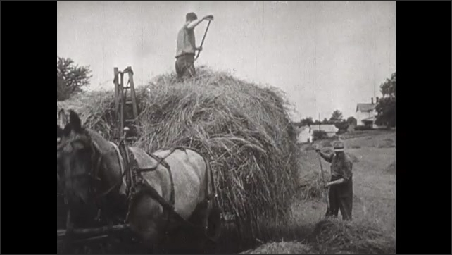 1940s: Cows graze in field. Man tows thresher behind horses. Men work in hayfield. Books. Woman churns butter.