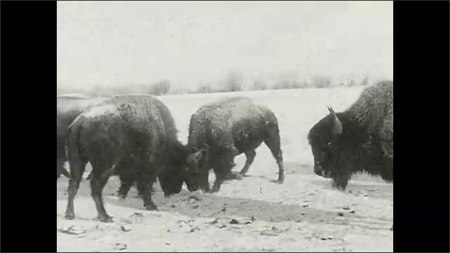 1930s: Wagon train. Buffalo. Men herd cattle. – Archival Footage