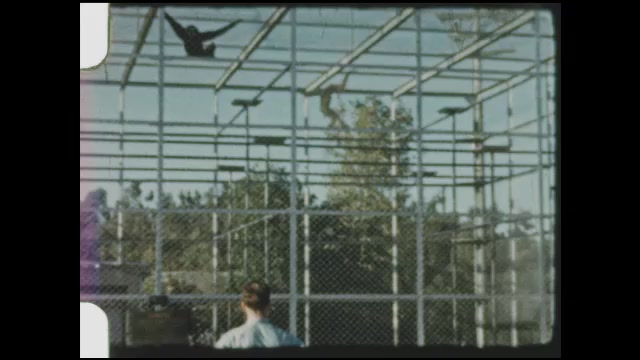 1940s: UNITED STATES: monkeys swing from bars in cage at zoo. Monkey on ...