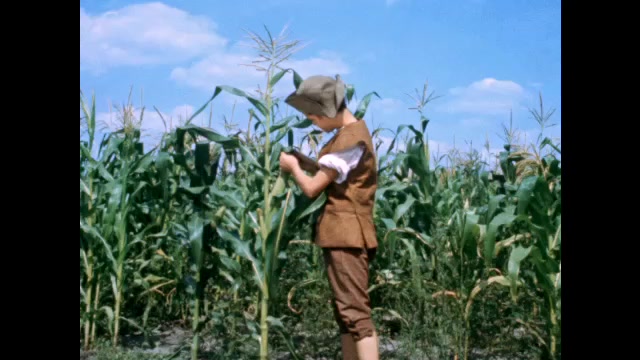 1700s: Colonial boy inspects plant in corn crop. Boy pulls weeds and removes rock from base of corn plant in field.