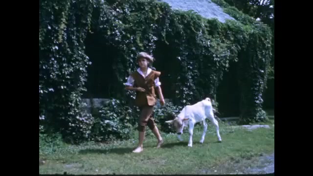 1700s: Colonial boy guides calf past vine-covered barn. Colonial boy climbs over rock wall and looks at farmhouse across field.