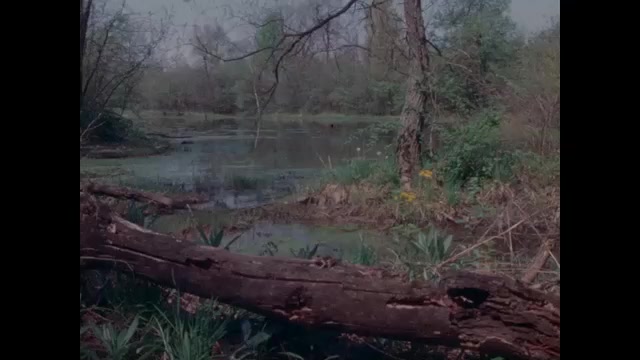 1970s: Water with fallen tree trunk. Frog on tree trunk.